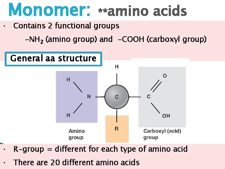 Monomer: **amino acids • Contains 2 functional groups -NH 2 (amino group) and -COOH