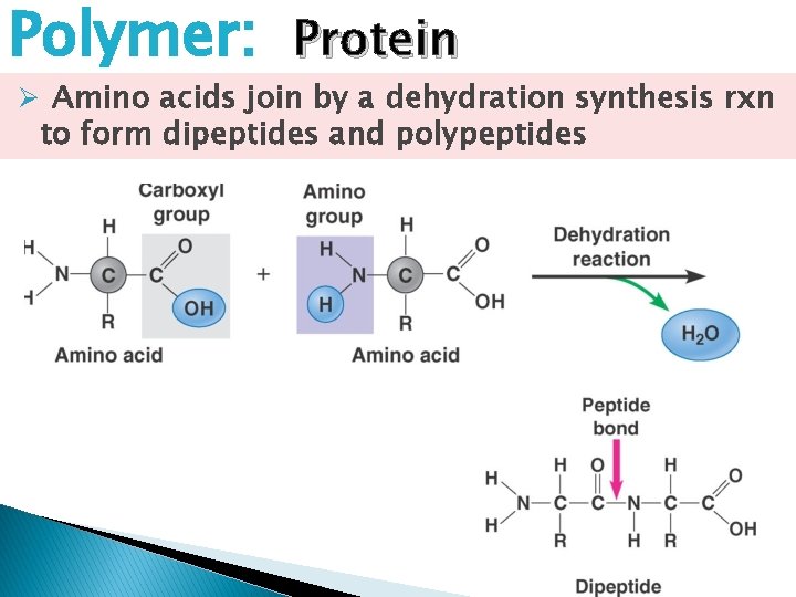 Polymer: Protein Ø Amino acids join by a dehydration synthesis rxn to form dipeptides