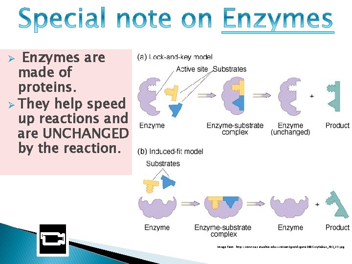 Enzymes are made of proteins. Ø They help speed up reactions and are UNCHANGED