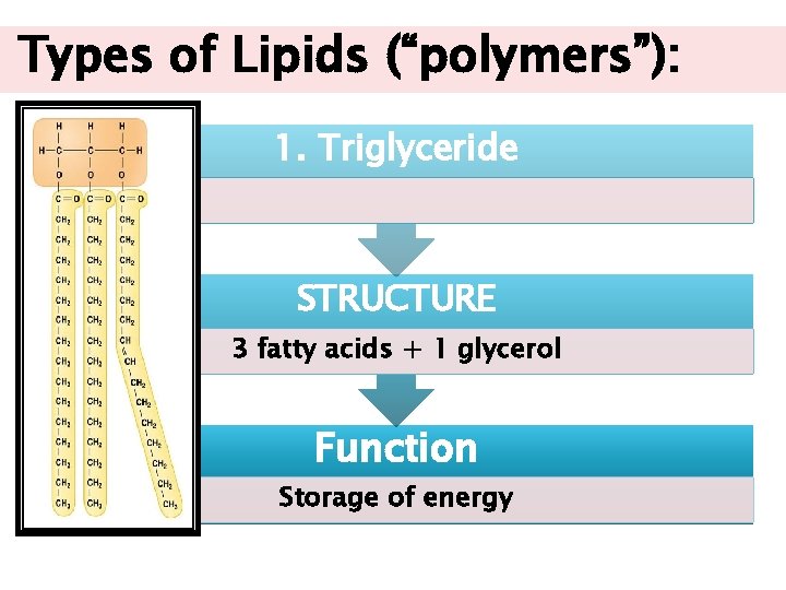 Types of Lipids (“polymers”): 1. Triglyceride STRUCTURE 3 fatty acids + 1 glycerol Function