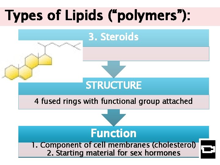 Types of Lipids (“polymers”): 3. Steroids STRUCTURE 4 fused rings with functional group attached