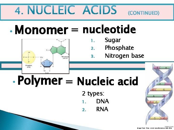  • Monomer = nucleotide 1. 2. 3. • Polymer Sugar Phosphate Nitrogen base