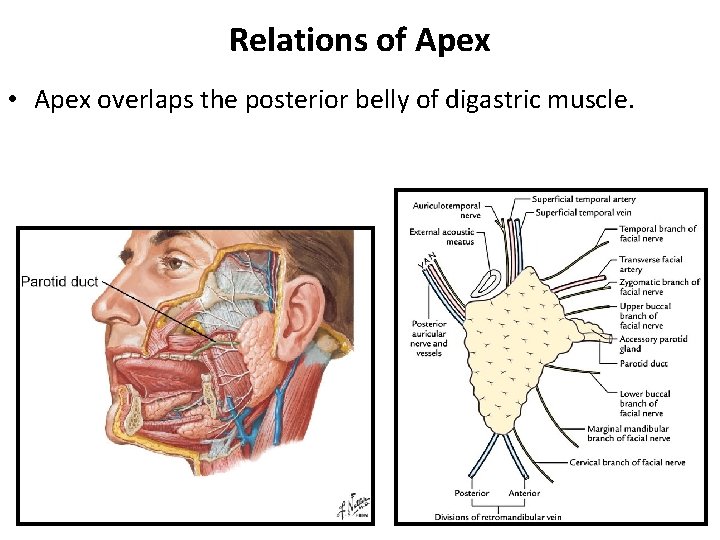 Relations of Apex • Apex overlaps the posterior belly of digastric muscle. 