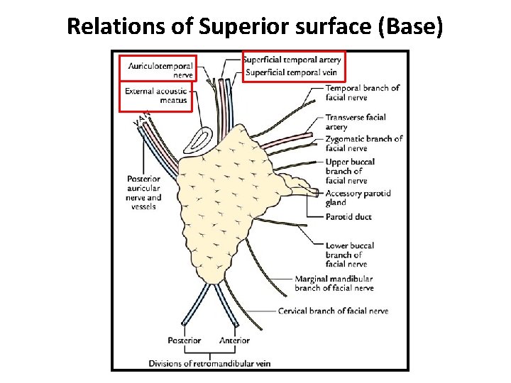 Relations of Superior surface (Base) 
