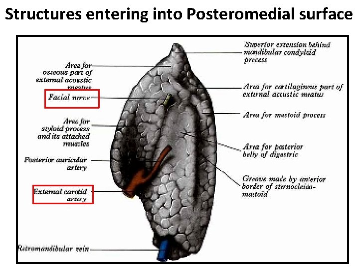 Structures entering into Posteromedial surface 