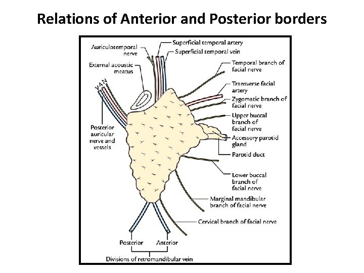 Relations of Anterior and Posterior borders 