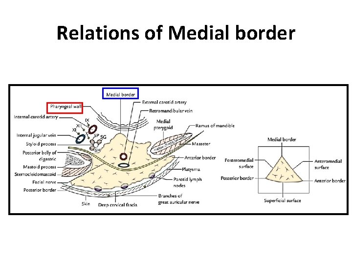 Relations of Medial border 