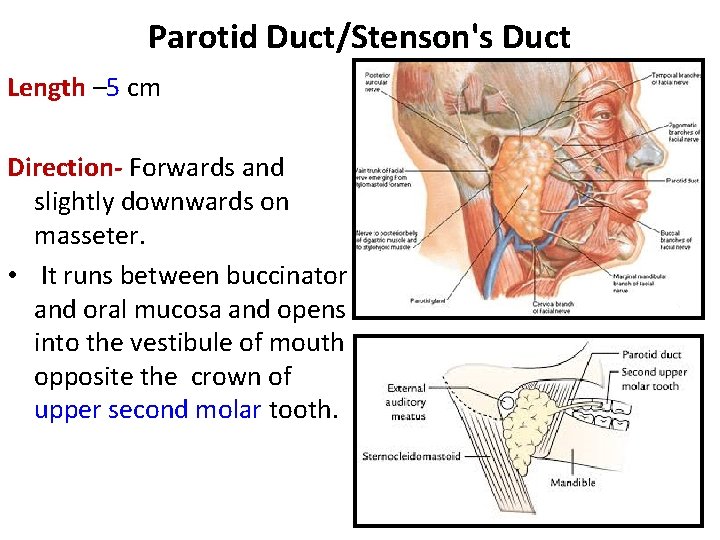 Parotid Duct/Stenson's Duct Length – 5 cm Direction- Forwards and slightly downwards on masseter.