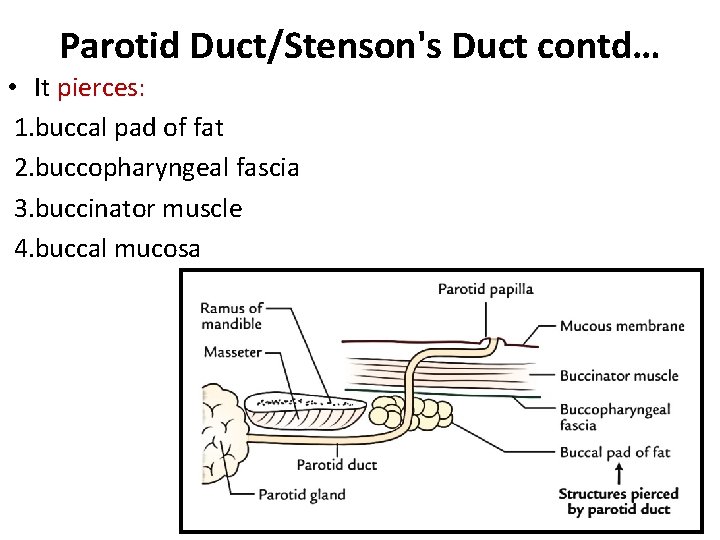 Parotid Duct/Stenson's Duct contd… • It pierces: 1. buccal pad of fat 2. buccopharyngeal