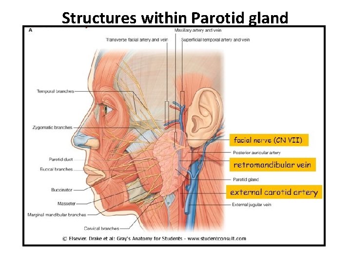 Structures within Parotid gland 