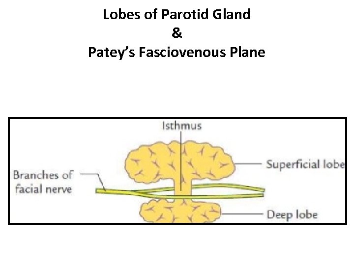 Lobes of Parotid Gland & Patey’s Fasciovenous Plane 
