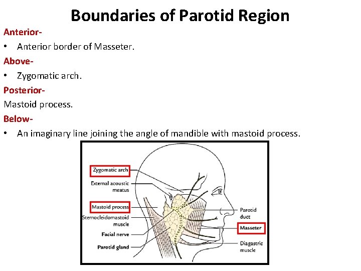 Boundaries of Parotid Region Anterior • Anterior border of Masseter. Above • Zygomatic arch.