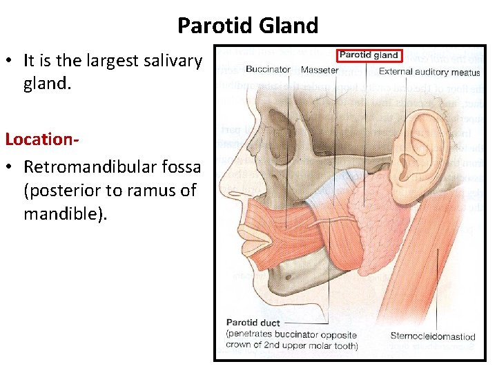 Parotid Gland • It is the largest salivary gland. Location • Retromandibular fossa (posterior