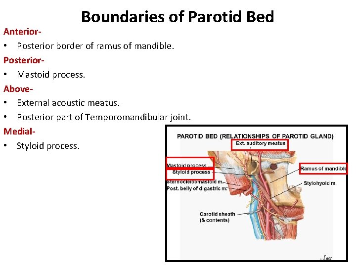 Boundaries of Parotid Bed Anterior • Posterior border of ramus of mandible. Posterior •