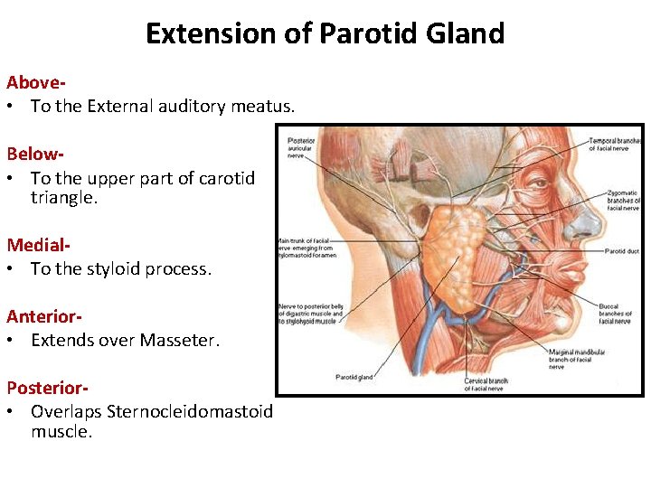 Extension of Parotid Gland Above • To the External auditory meatus. Below • To