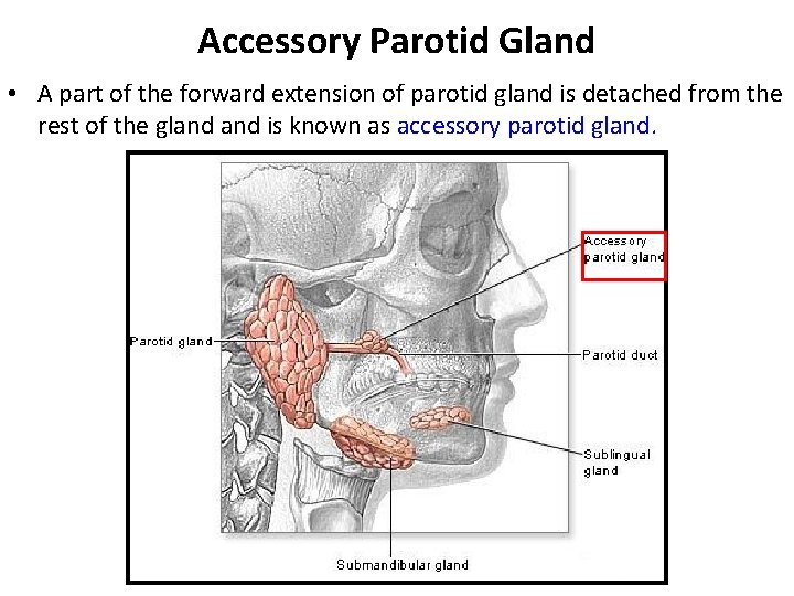Accessory Parotid Gland • A part of the forward extension of parotid gland is