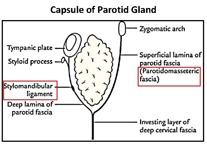Capsule of Parotid Gland 