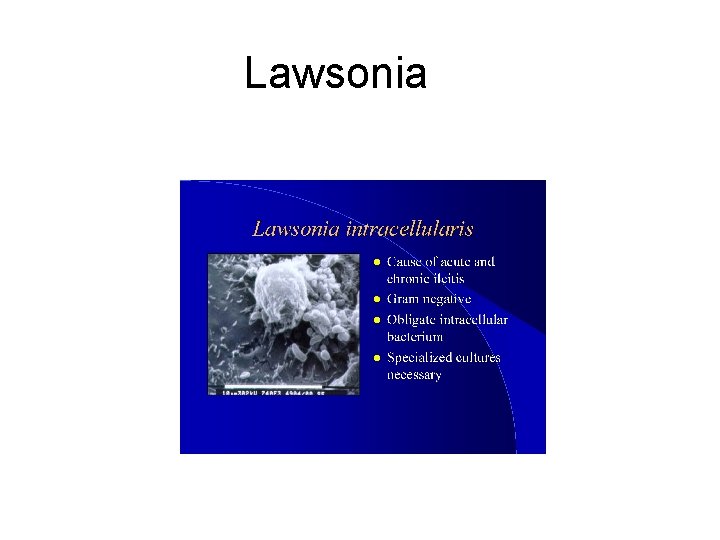Lawsonia 