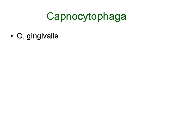 Capnocytophaga • C. gingivalis 