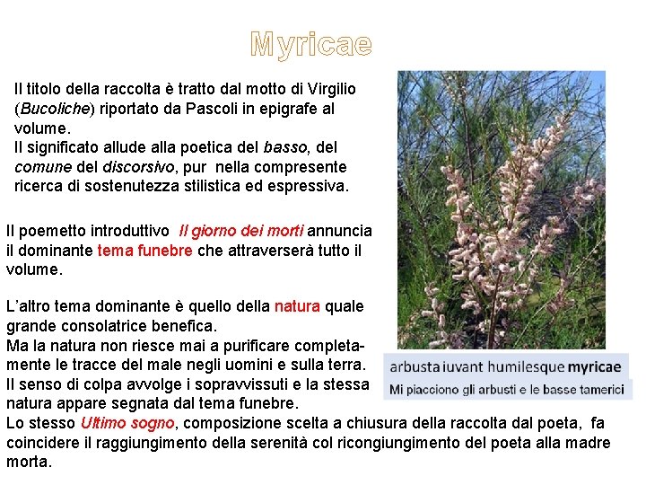 Myricae Il titolo della raccolta è tratto dal motto di Virgilio (Bucoliche) riportato da