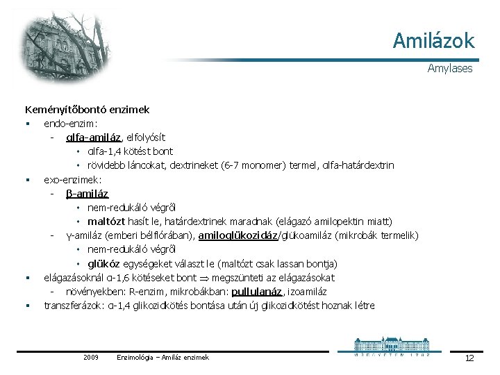 Amilázok Amylases Keményítőbontó enzimek § endo enzim: αlfa-amiláz, elfolyósít ۰ αlfa 1, 4 kötést