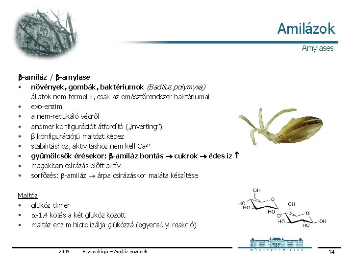 Amilázok Amylases b-amiláz / b-amylase § növények, gombák, baktériumok (Bacillus polymyxa) állatok nem termelik,