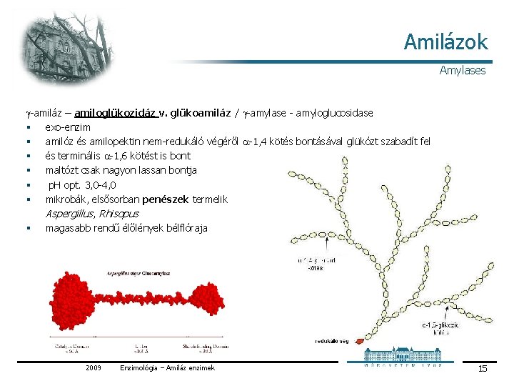 Amilázok Amylases g amiláz – amiloglükozidáz v. glükoamiláz / g amylase amyloglucosidase § exo