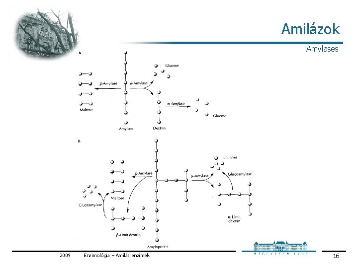 Amilázok Amylases 2009 Enzimológia – Amiláz enzimek 16 