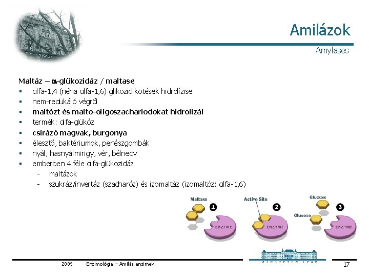 Amilázok Amylases Maltáz – -glükozidáz / maltase § αlfa 1, 4 (néha αlfa 1,