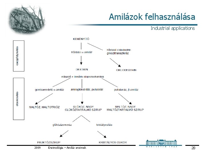 Amilázok felhasználása Industrial applications 2009 Enzimológia – Amiláz enzimek 28 