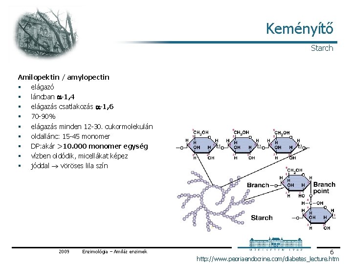 Keményítő Starch Amilopektin / amylopectin § elágazó § láncban -1, 4 § elágazás csatlakozás