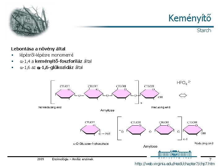 Keményítő Starch Lebontása a növény által § lépésről lépésre monomerré § 1, 4 a