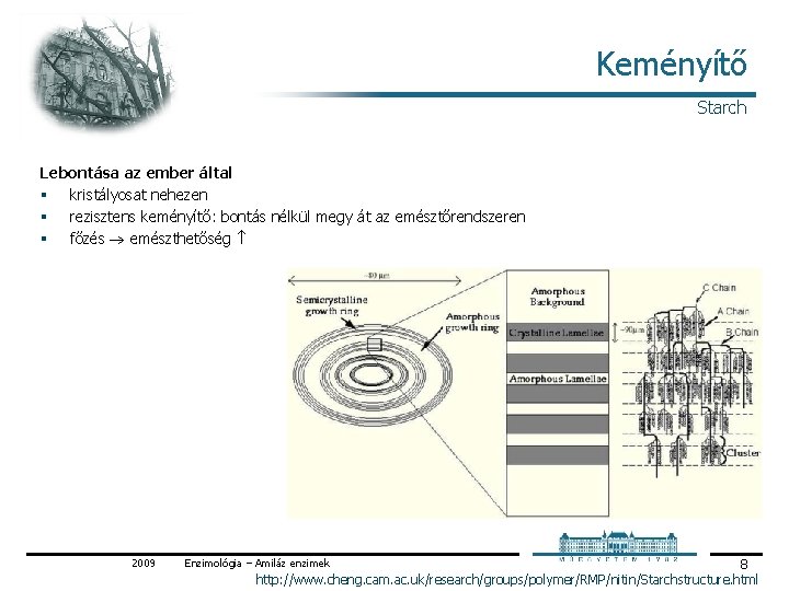 Keményítő Starch Lebontása az ember által § kristályosat nehezen § rezisztens keményítő: bontás nélkül