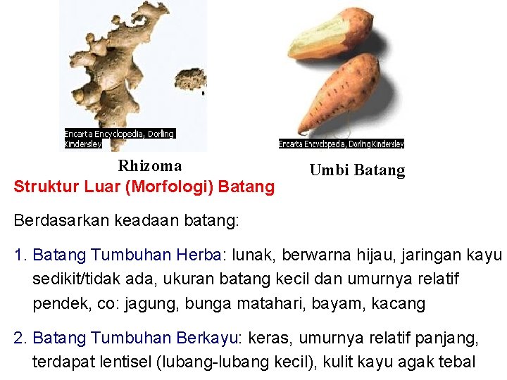 Rhizoma Struktur Luar (Morfologi) Batang Umbi Batang Berdasarkan keadaan batang: 1. Batang Tumbuhan Herba: