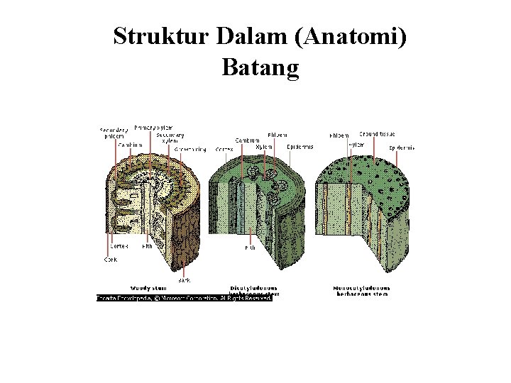 Struktur Dalam (Anatomi) Batang 
