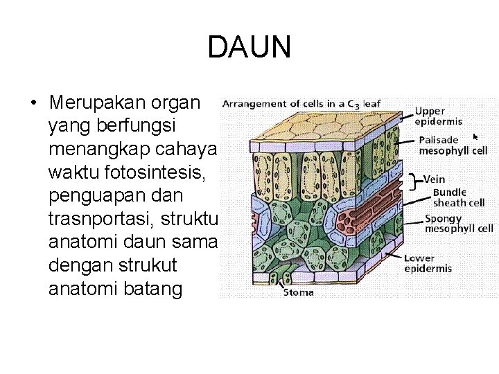 DAUN • Merupakan organ yang berfungsi menangkap cahaya waktu fotosintesis, penguapan dan trasnportasi, struktur