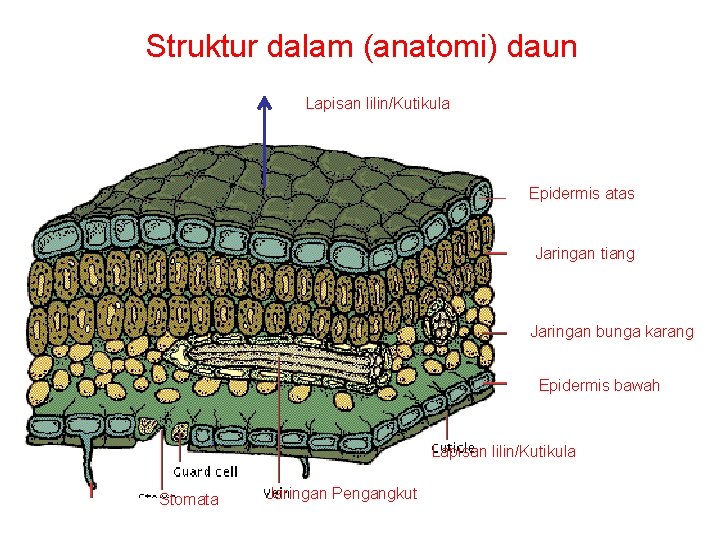 Struktur dalam (anatomi) daun Lapisan lilin/Kutikula Epidermis atas Jaringan tiang Jaringan bunga karang Epidermis