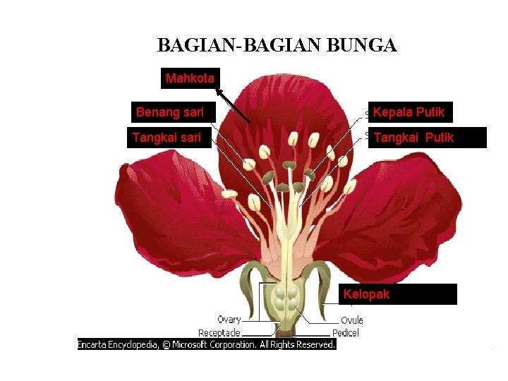 BAGIAN-BAGIAN BUNGA Mahkota Benang sari Tangkai sari Kepala Putik Tangkai Putik Kelopak 