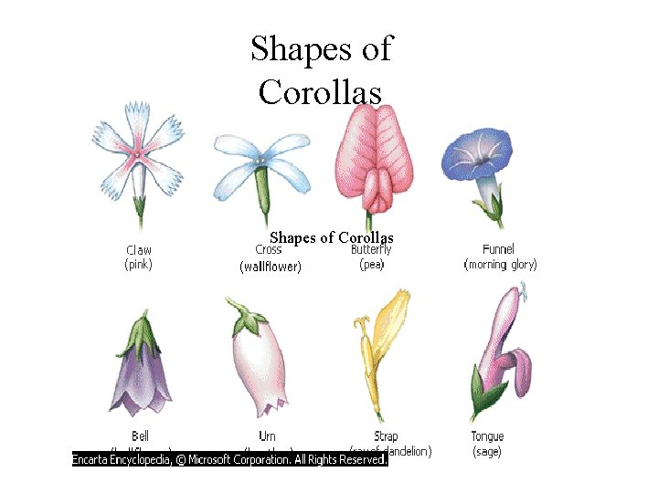 Shapes of Corollas 