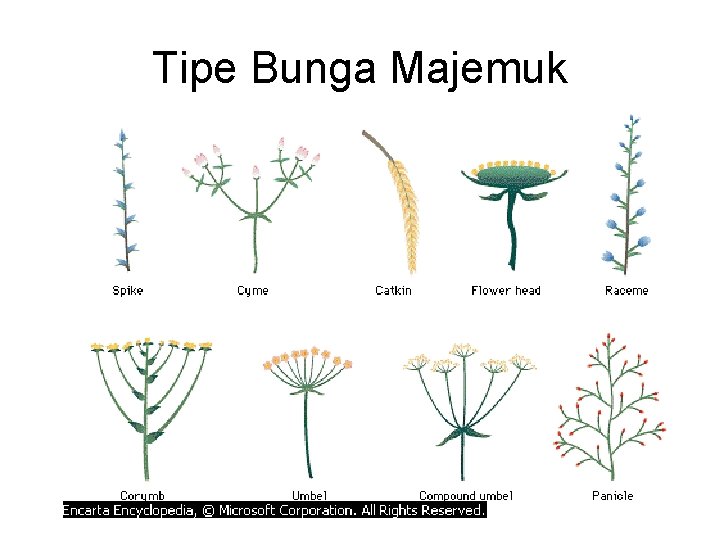 Tipe Bunga Majemuk 