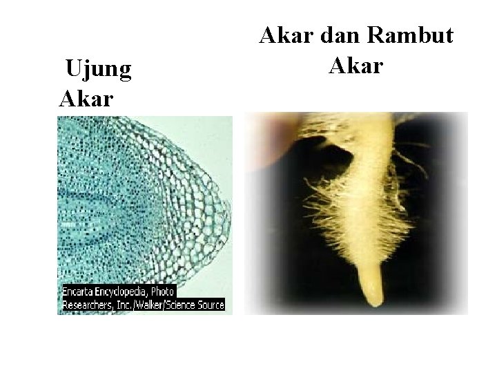 Ujung Akar dan Rambut Akar 