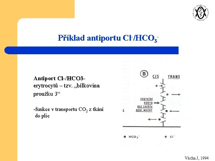 Příklad antiportu Cl-/HCO 3 - Antiport Cl-/HCO 3 erytrocytů – tzv. „bílkovina proužku 3“