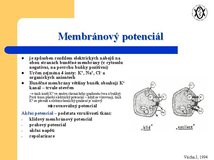 Membránový potenciál l je způsoben rozdílem elektrických nábojů na obou stranách buněčné membrány (v