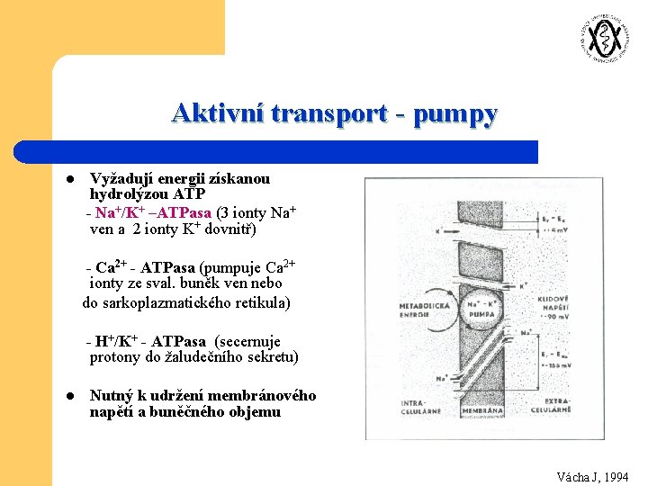 Aktivní transport - pumpy l Vyžadují energii získanou hydrolýzou ATP - Na+/K+ –ATPasa (3