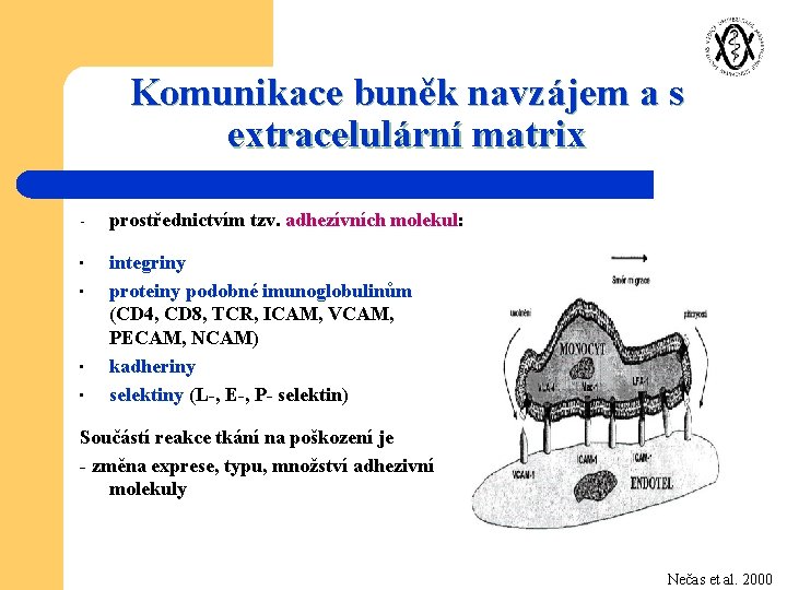 Komunikace buněk navzájem a s extracelulární matrix - prostřednictvím tzv. adhezívních molekul: • integriny