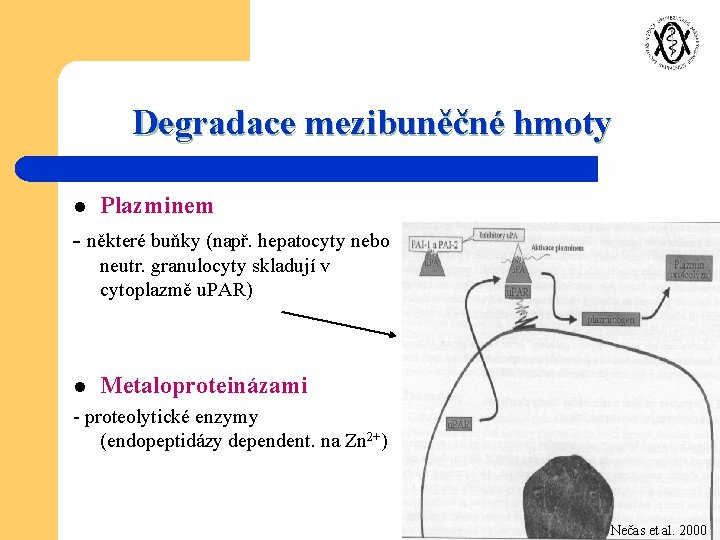 Degradace mezibuněčné hmoty l Plazminem - některé buňky (např. hepatocyty nebo neutr. granulocyty skladují