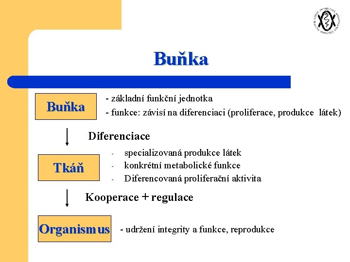 Buňka - základní funkční jednotka - funkce: závisí na diferenciaci (proliferace, produkce látek) Diferenciace