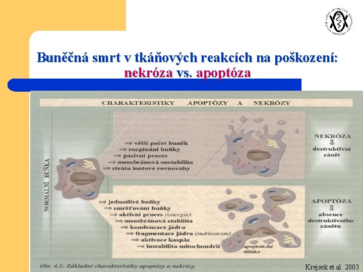 Buněčná smrt v tkáňových reakcích na poškození: nekróza vs. apoptóza Krejsek et al. 2003