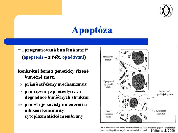 Apoptóza = „programovaná buněčná smrt“ (apoptosis – z řečt. opadávání) konkrétní forma geneticky řízené