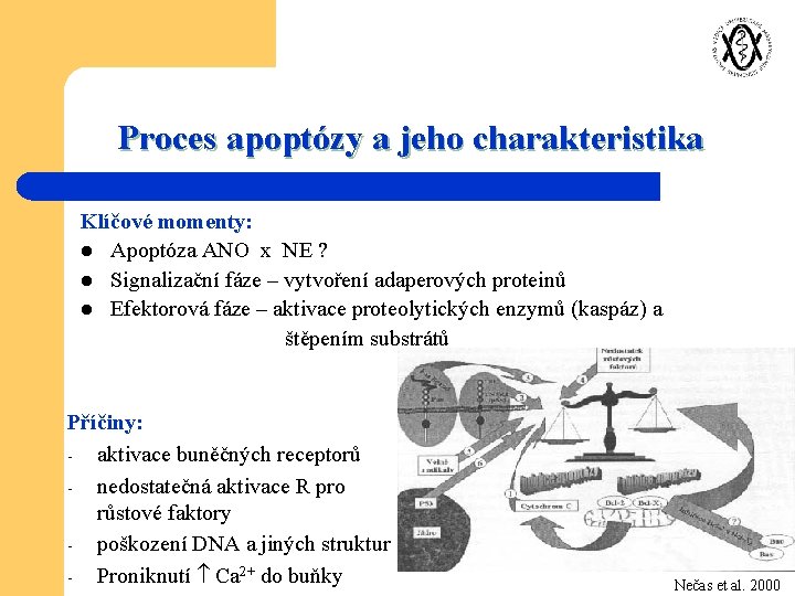 Proces apoptózy a jeho charakteristika Klíčové momenty: l Apoptóza ANO x NE ? l